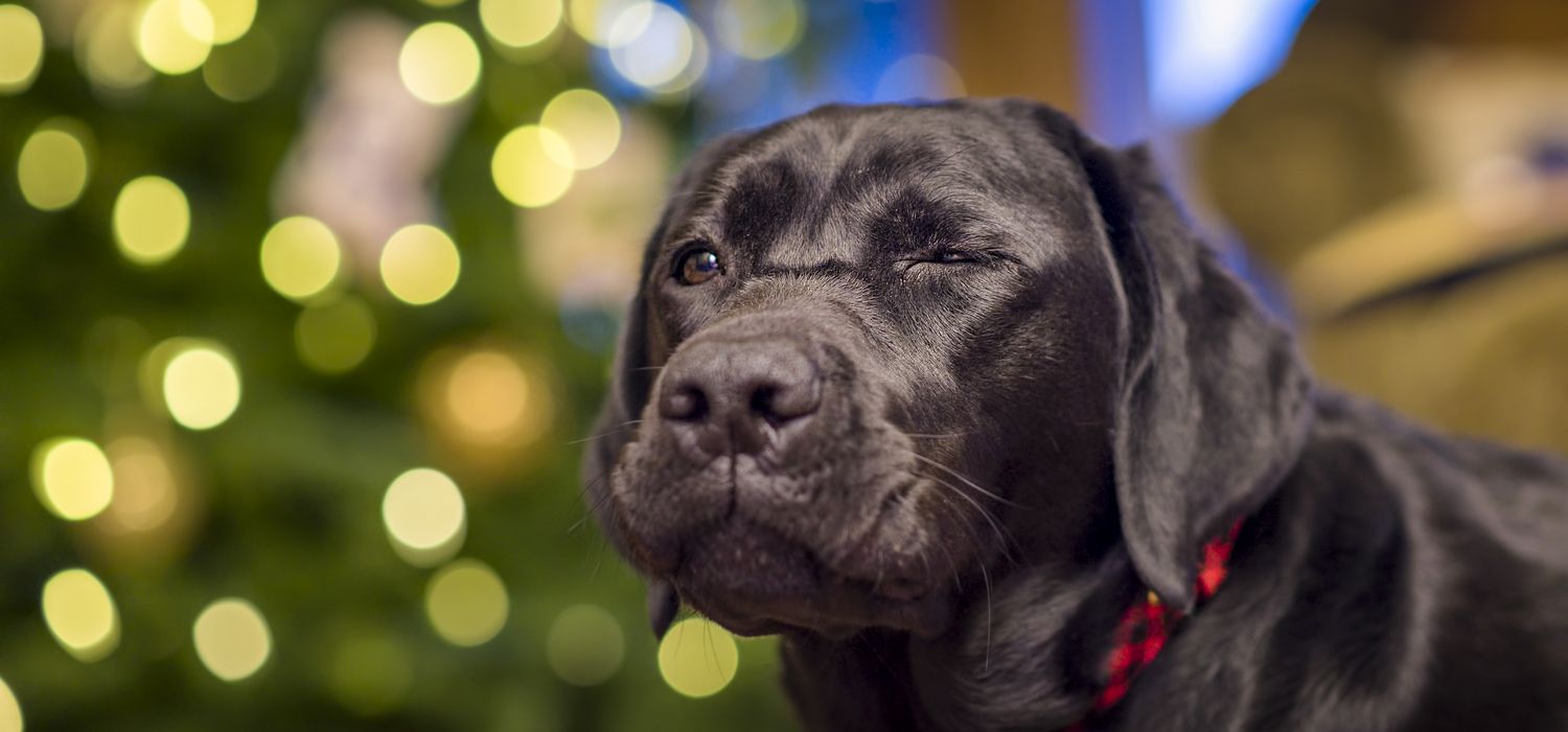 Op%20een%20flou%20achtergrond%20met%20lichtflikkering%20staat%20de%20sprekende%20kop%20van%20Max%20de%20zwarte%20blindengeleidehond%20voor%20zich%20uit%20te%20staren.%20Met%20zijn%20linker%20oog%20wat%20dicht%20geknepen%20lijkt%20hij%20je%20te%20begroeten.